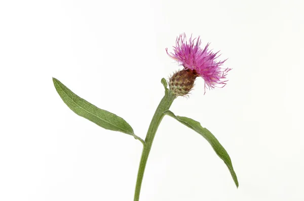 Common knapweed — Stock Photo, Image