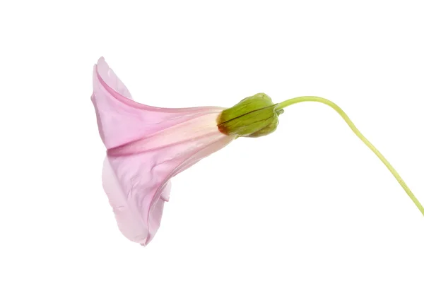 Bindweed bloem — Stockfoto
