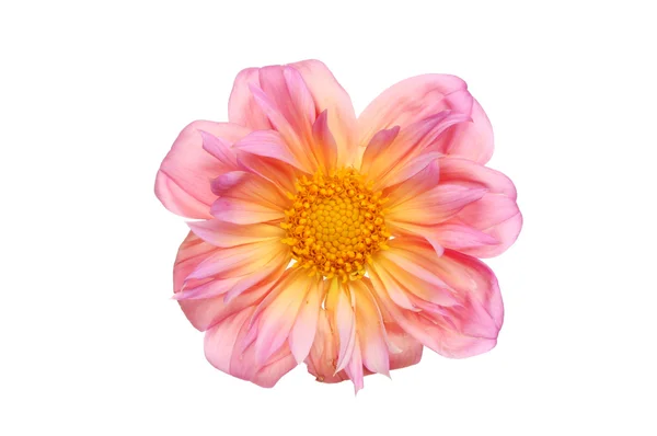 Dahlia. — Fotografia de Stock