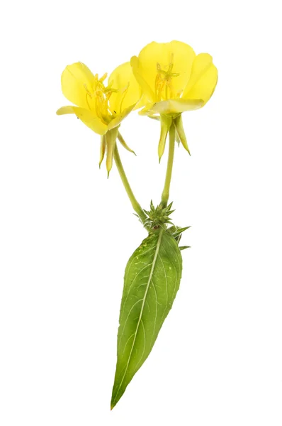 Evening primrose and leaf — Stock Photo, Image