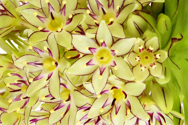 Primeros planos de las flores de piña —  Fotos de Stock