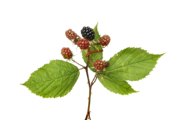 Brombeeren — Stockfoto