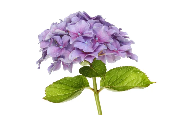 Felmosófej-hortenzia — Stock Fotó