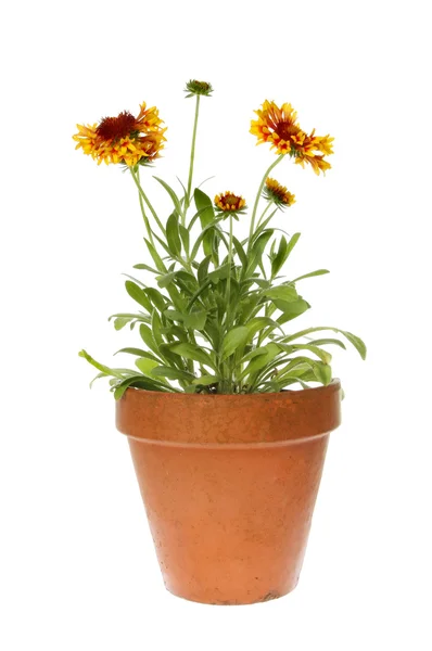 Gaillardia — Stock Photo, Image