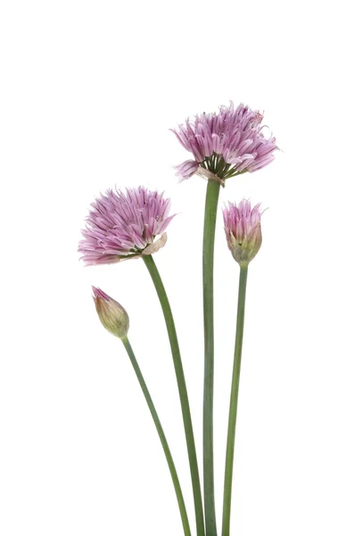 Flowering chives — Stock Photo, Image