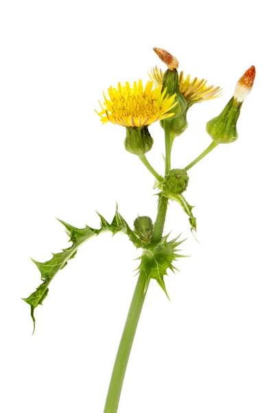 Groundsel — Stock Photo, Image