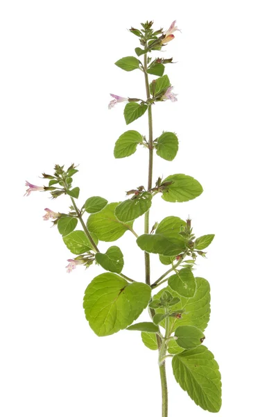 Flowering mint — Stock Photo, Image