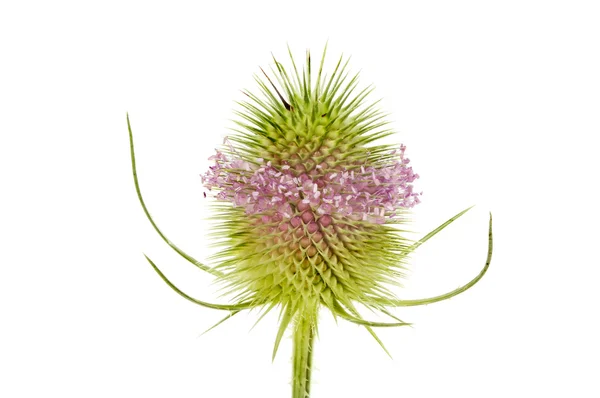 Teasel — Stock fotografie