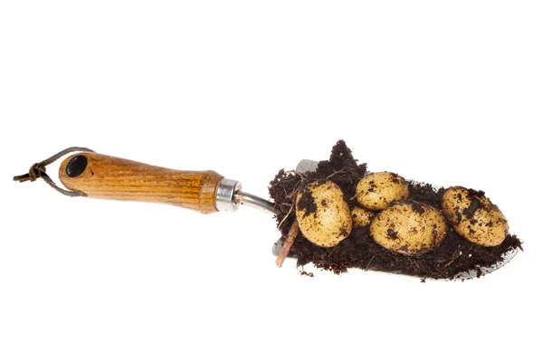 Potatoes in trowel — Stock Photo, Image