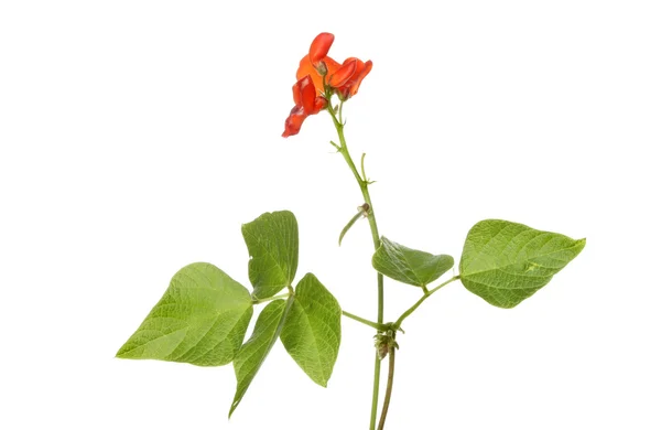 Runner bean flowers — Stock Photo, Image