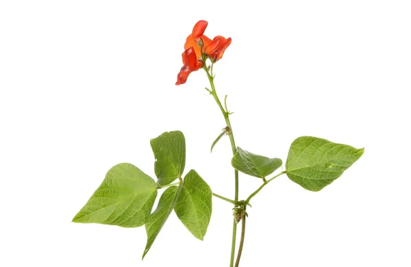 Bohnenblüten — Stockfoto