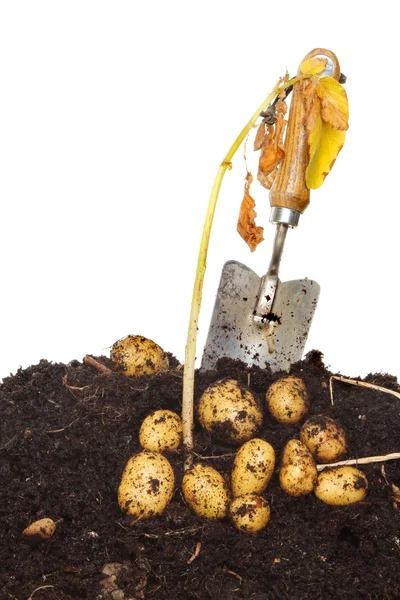 Patatas en el suelo — Foto de Stock