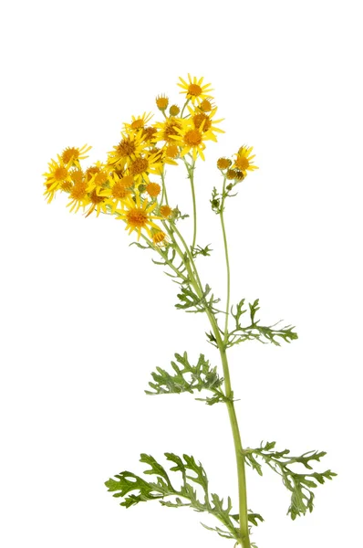 Ragwort — Stock Photo, Image