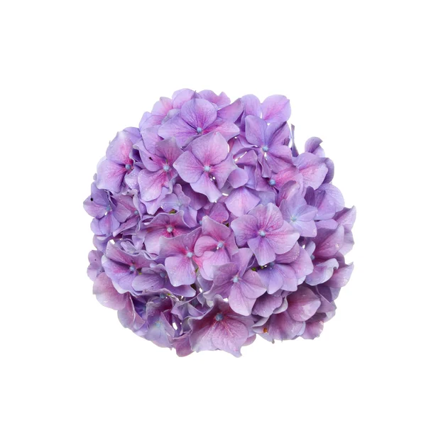 Hortensia Imagen De Stock