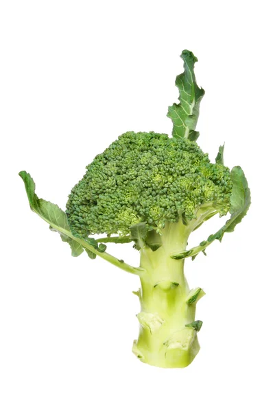 Brocoli — Photo