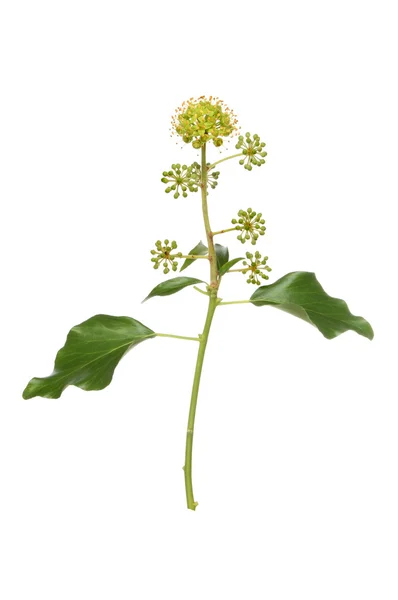 Flowering ivy — Stock Photo, Image