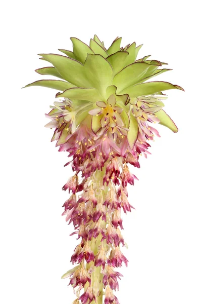 Ananas lilly — Stockfoto