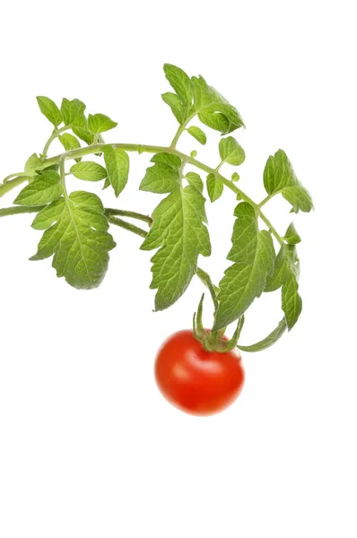 Viña de tomate — Foto de Stock