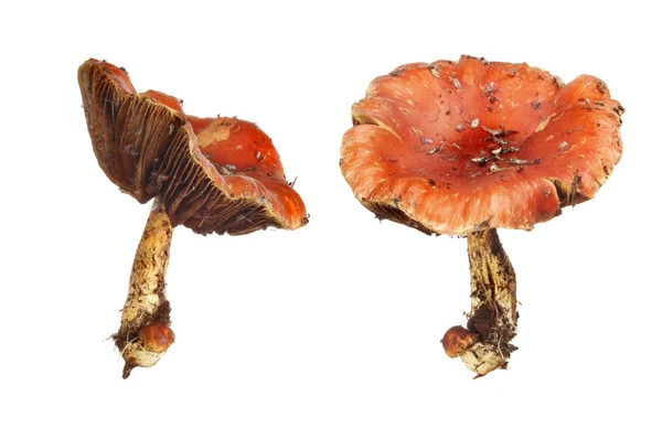Fungi — Stock fotografie