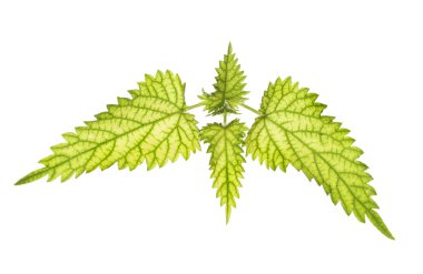 ısırgan otu yaprakları