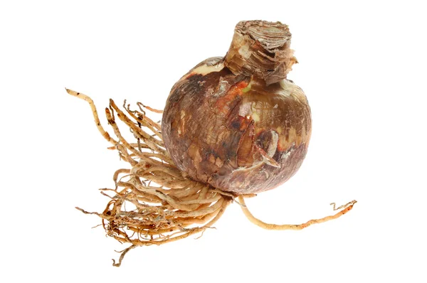 Amaryllis bulb — Stock Photo, Image