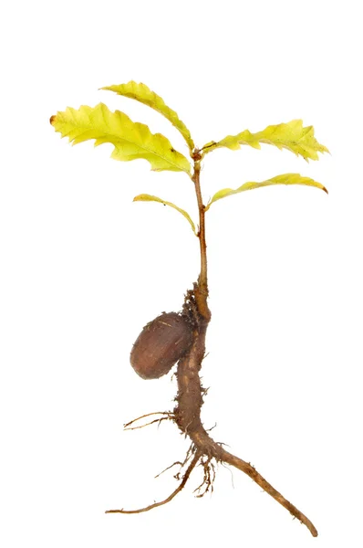 Sapling oak Stock Image