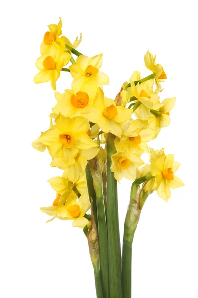 Narcisos flores — Foto de Stock