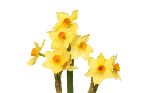 Daffodils — Stock Photo, Image