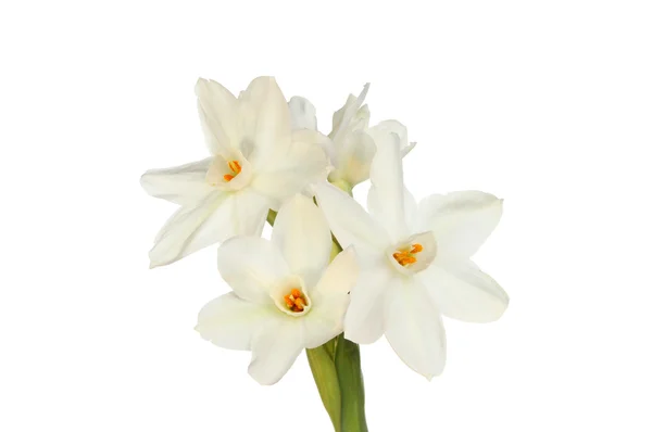 Narcisos blanquecinos — Foto de Stock