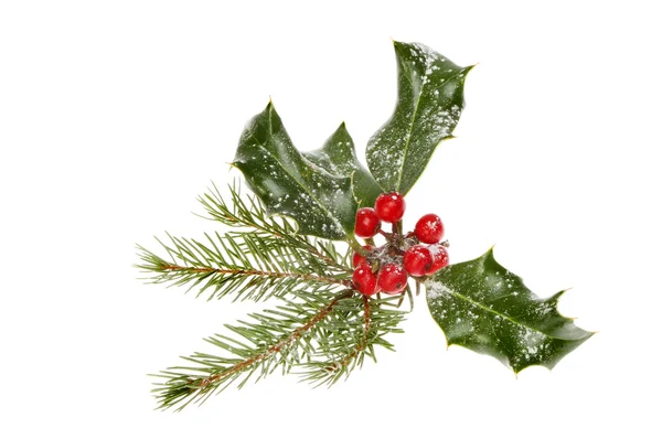Pine needles and holly — Stock Photo, Image