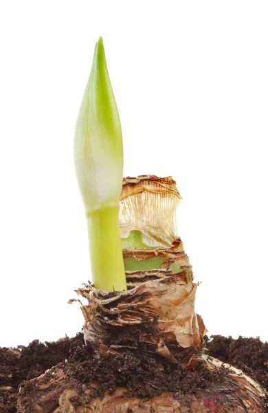 Amaryllis — Stock Photo, Image