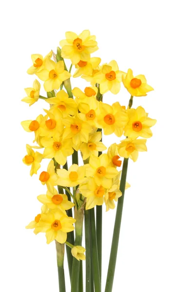 Narcissus flori — Fotografie, imagine de stoc