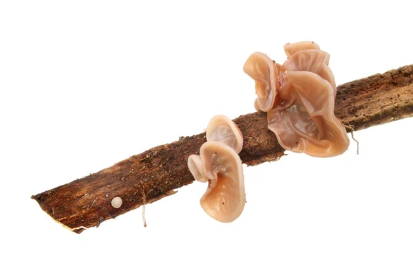 Fungi — Stock Photo, Image