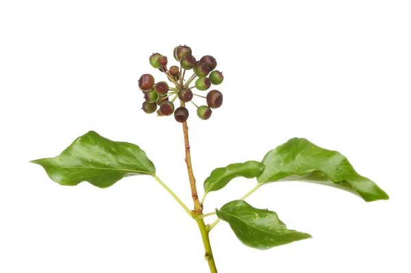 Ivy tohumları — Stok fotoğraf