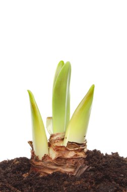 Amaryllis vuruyor