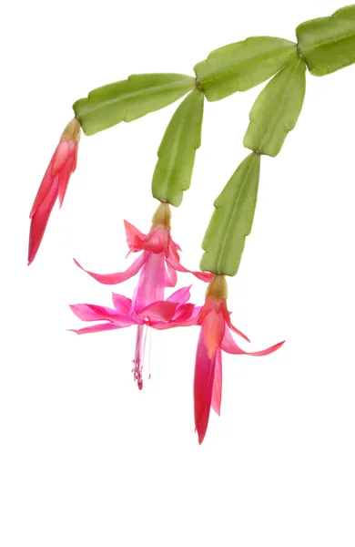Christmas cactus flowers — Stock Photo, Image