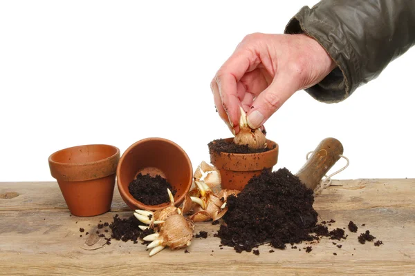 Aanplant bollen — Stockfoto