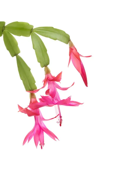 Christmas cactus — Stock Image Christmas cactus Royalty Free Stock Images