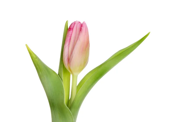 Růžová Tulipán — Stock fotografie