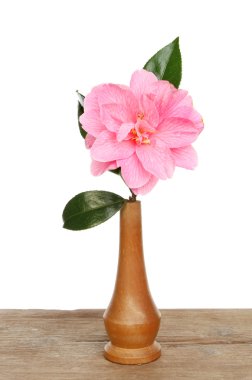 Camelia aranjman