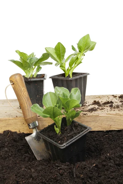 Bean seedlings — Stock Photo, Image