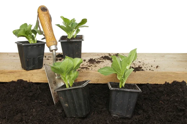 Broad bean plants — Stock Photo, Image