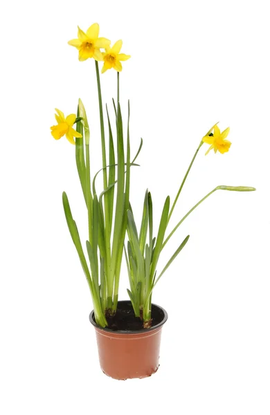 Daffodil plant — Stock Photo, Image