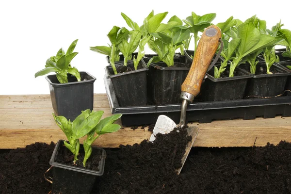 Broad bean plants — Stock Photo, Image