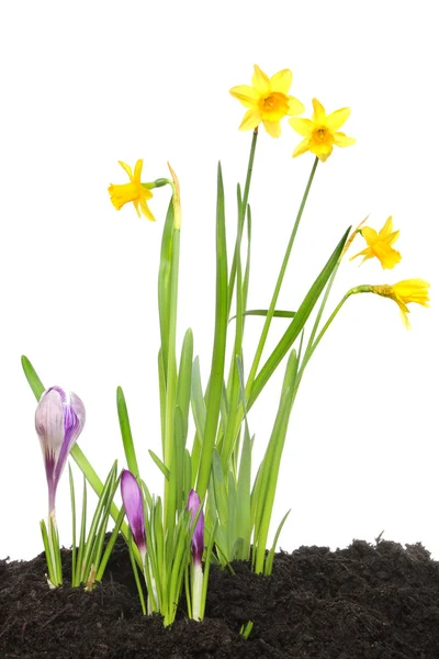 Voorjaarsbloemen — Stockfoto