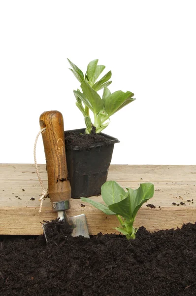 Broad bean plants — Stock Photo, Image