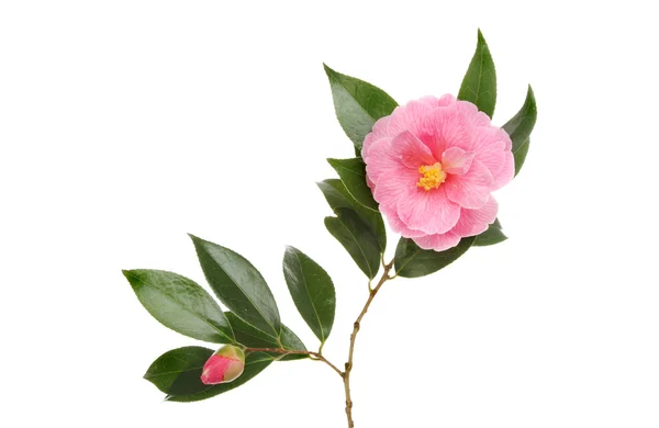 Camellia — Stok Foto