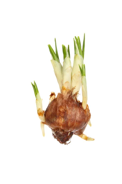 Crocus bulb — Stock Photo, Image