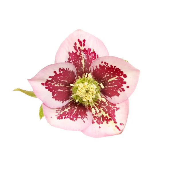 Hellebore. — Foto de Stock