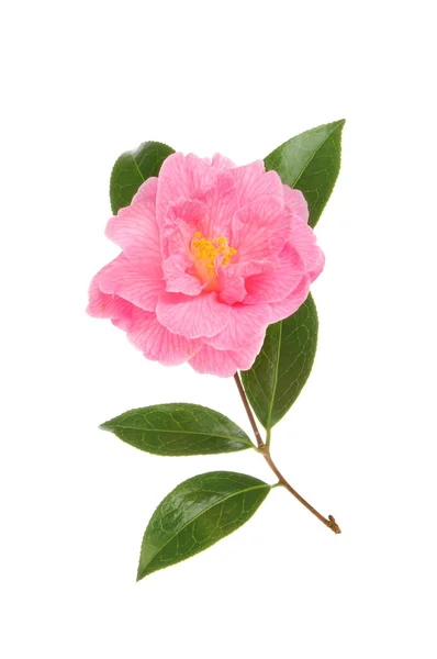 Magenta camellia — Stockfoto